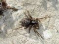 Textrix sp.